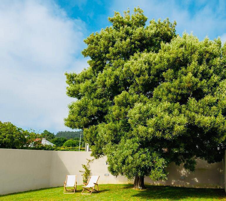 Jardim com árvore
